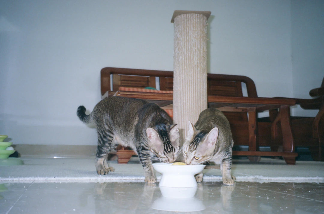 How Often Should You Feed Your Pet for Optimal Health