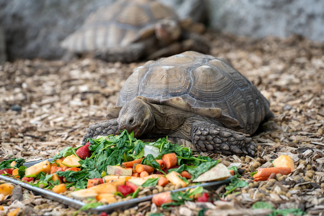 Discover the Science Behind Slow Feeding and Digestion