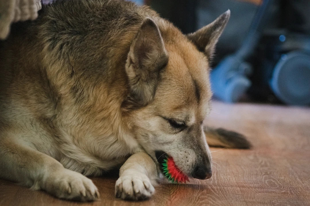 Comfortable and Engaging Chew Toys for Small Dogs