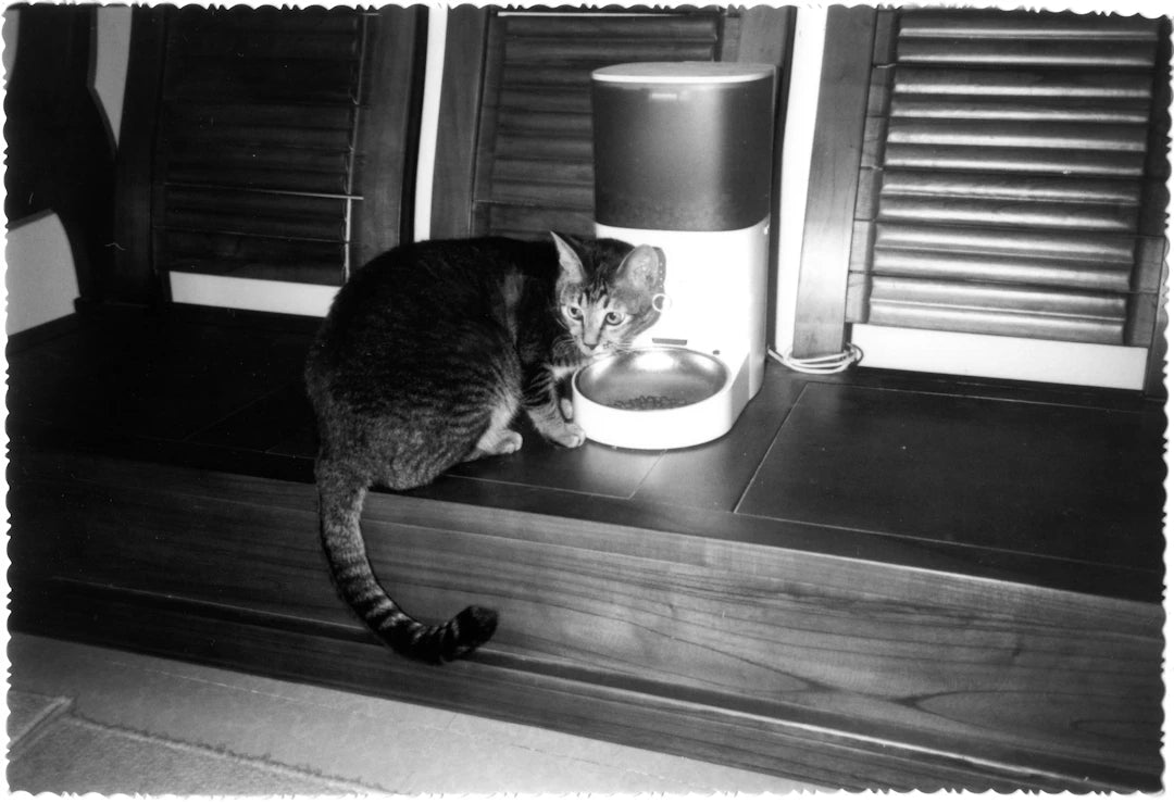 The Future of Pet Feeding Trends in Bowls and Techniques