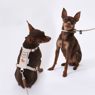 2-in-1 Dog Harness & P-Leash Set – Dual Mode for Comfort Walk & Behavior Training