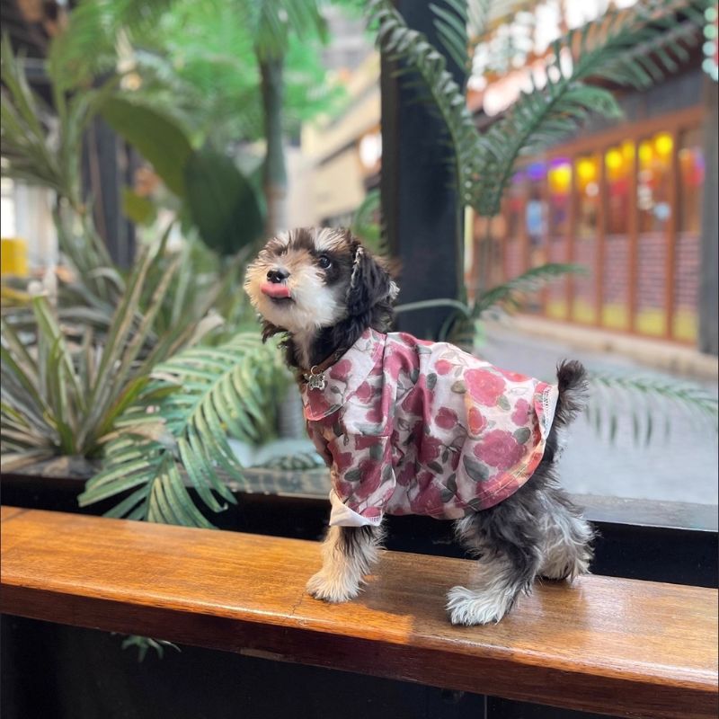 New Summer Sun-Proof Pet Shirt – Lightweight, Breathable UV Protection for Small Dogs & Cats