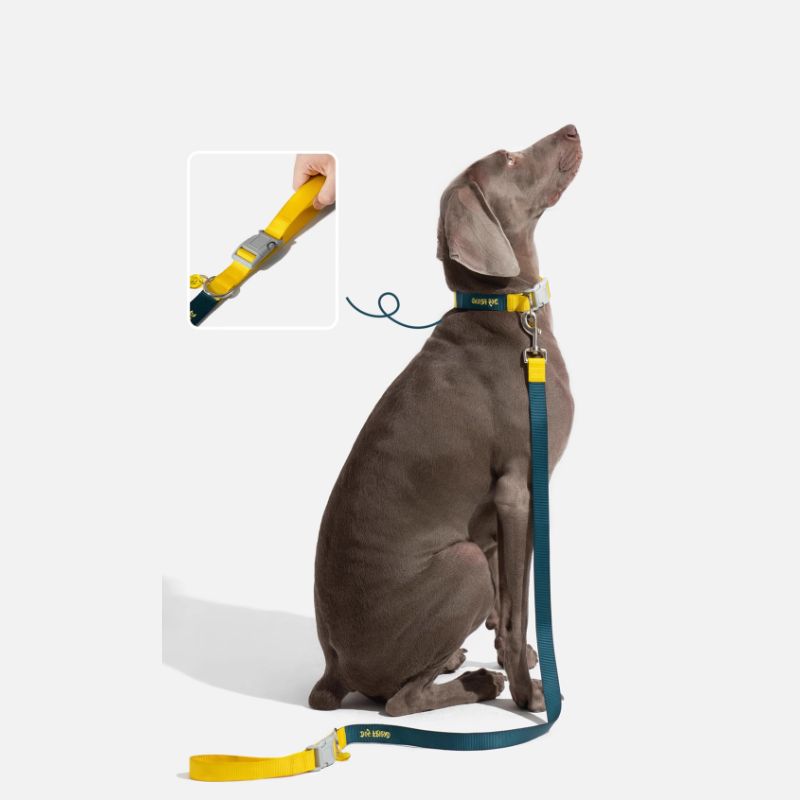 Multi-Functional Dog Leash Set with Quick-Release Handle