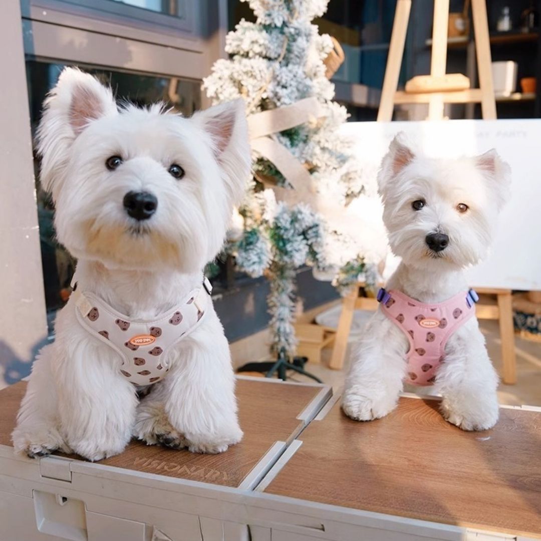 Adjustable Breathable Harness for Small & Medium Pets｜Vest-Style Lightweight Dog Harness