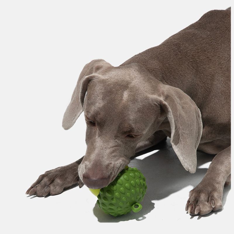 Chew Toy & Treat Dispenser for Dogs