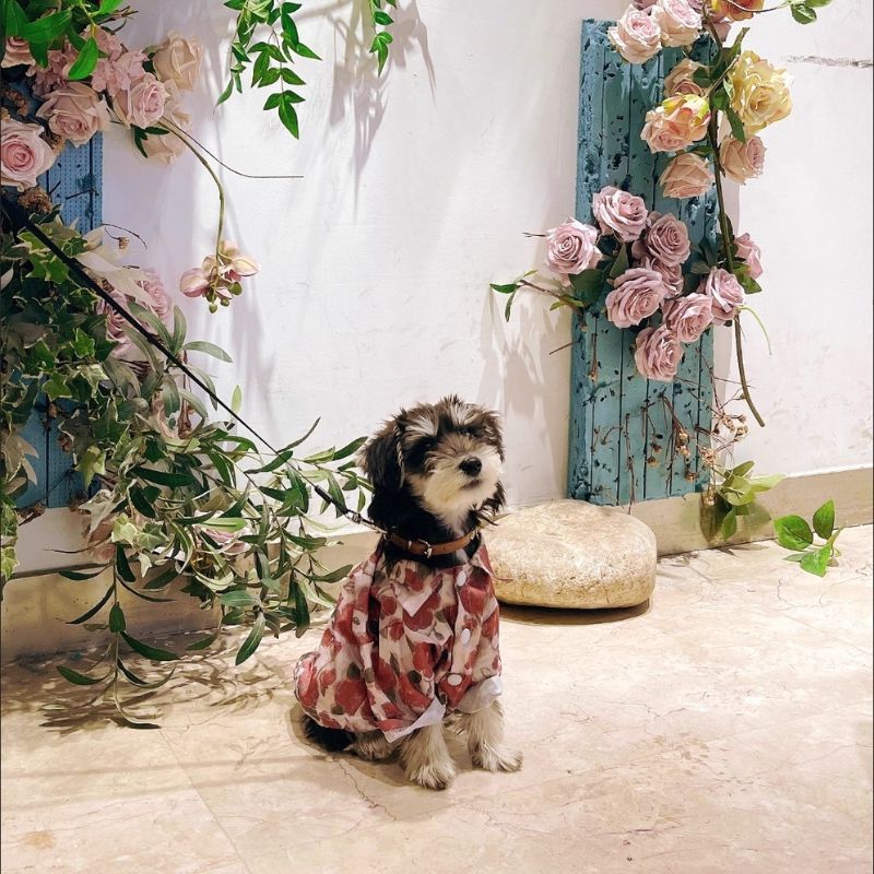 New Summer Sun-Proof Pet Shirt – Lightweight, Breathable UV Protection for Small Dogs & Cats