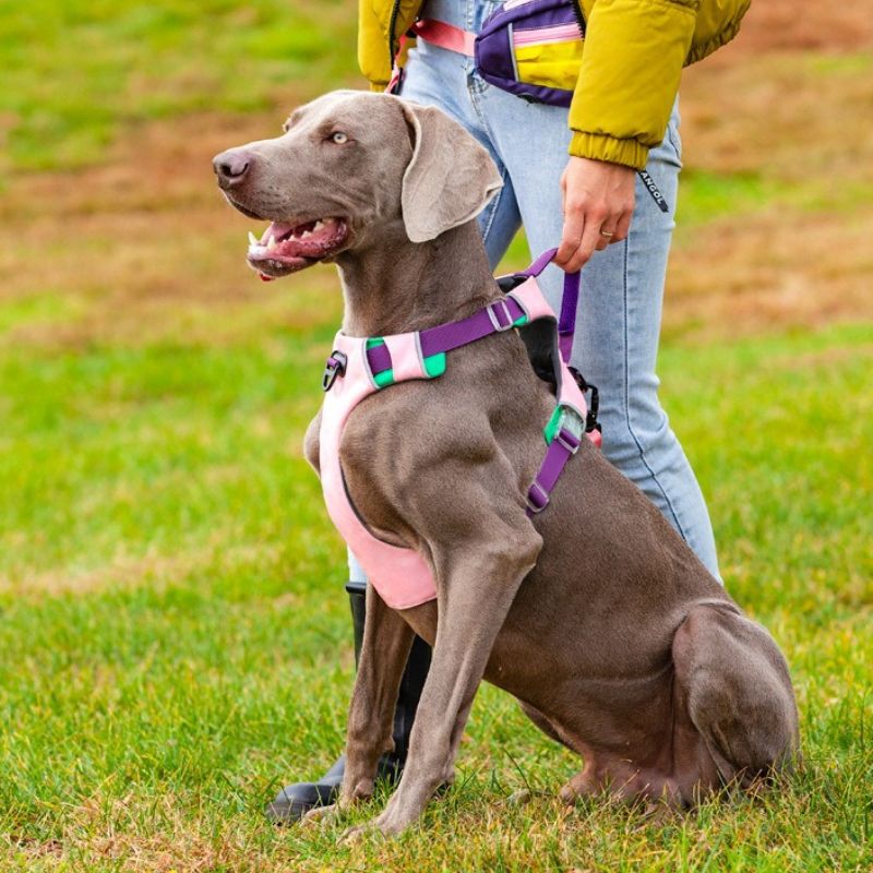 All-Breed Adjustable dog Harness