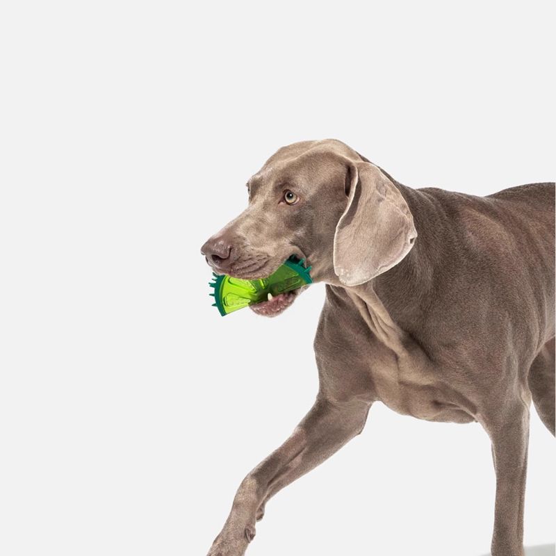 3-pack Fruit-Shaped Chew Toys – Squeaky, Dental-Friendly Soft Rubber