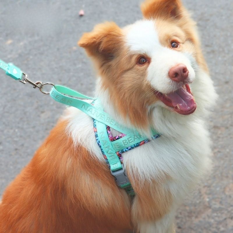 Saddle-Style Harness for Medium & Large Dogs｜No-Pull, Secure Fit, Adjustable
