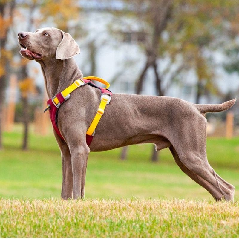 All-Breed Adjustable dog Harness