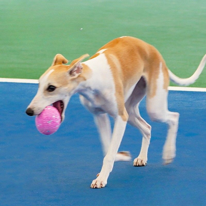Durable Chew Ball Toy for Dogs