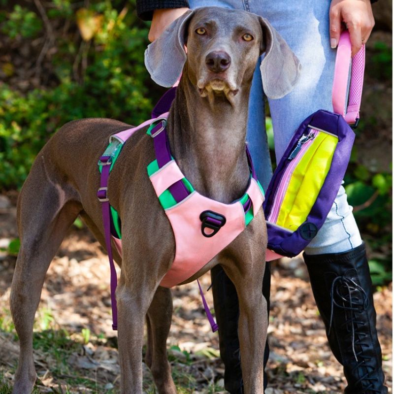 All-Breed Adjustable dog Harness