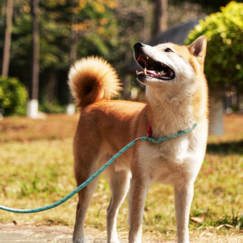 Professional P Dog Leash – Slip Lead for Dog Training(No Pull Design)