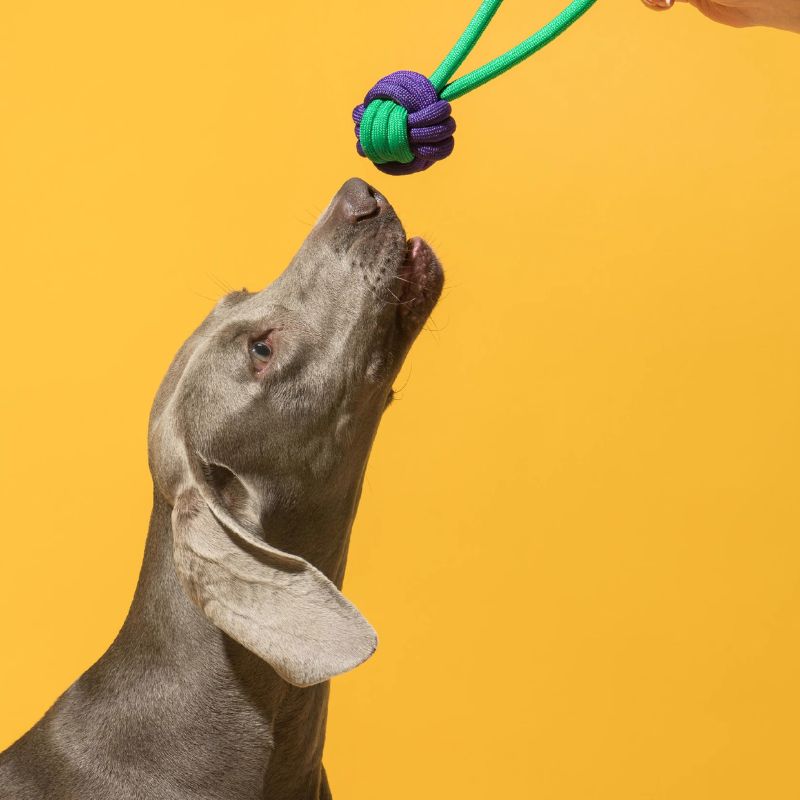 3pcs Rope Toy Set – Durable Multi-Shape Chew Toys for Dogs, Interactive and Dental-Friendly