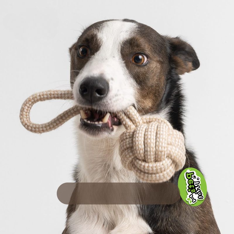 5-Piece Heavy-Duty Cotton Rope Toy Set for Dogs