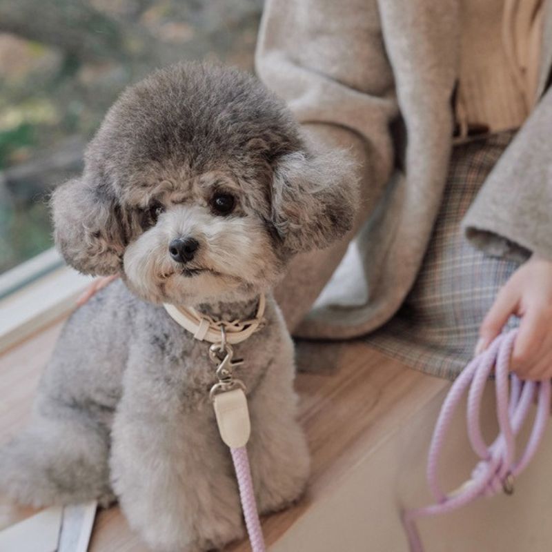 Premium Leather Dog Collar and Leash Set –  Harness for Small & Medium Dogs