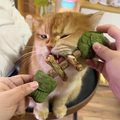 Catnip Fishbone Toy