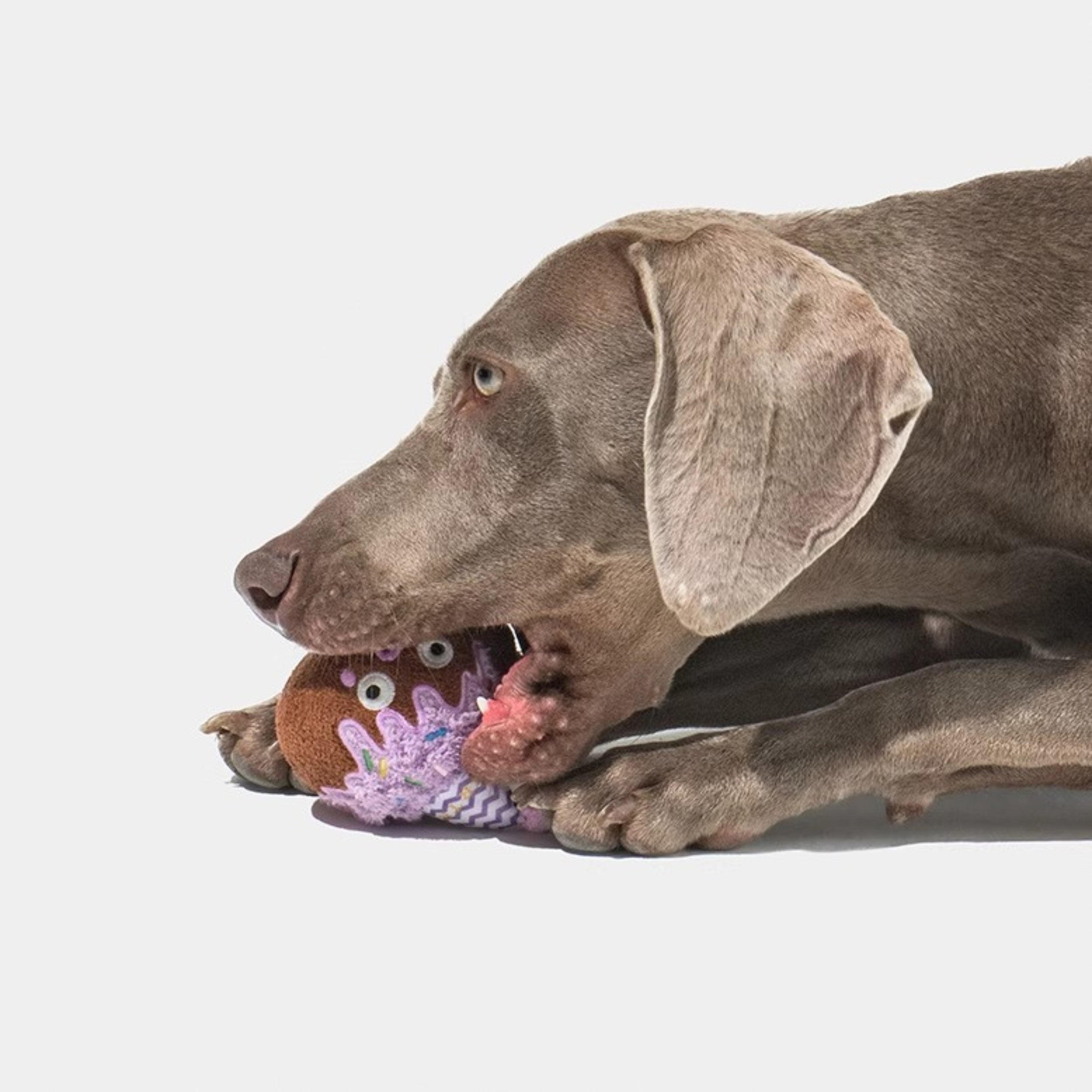 Plush Squeaky Dog Toy – Durable Chew-Resistant Sound Toy