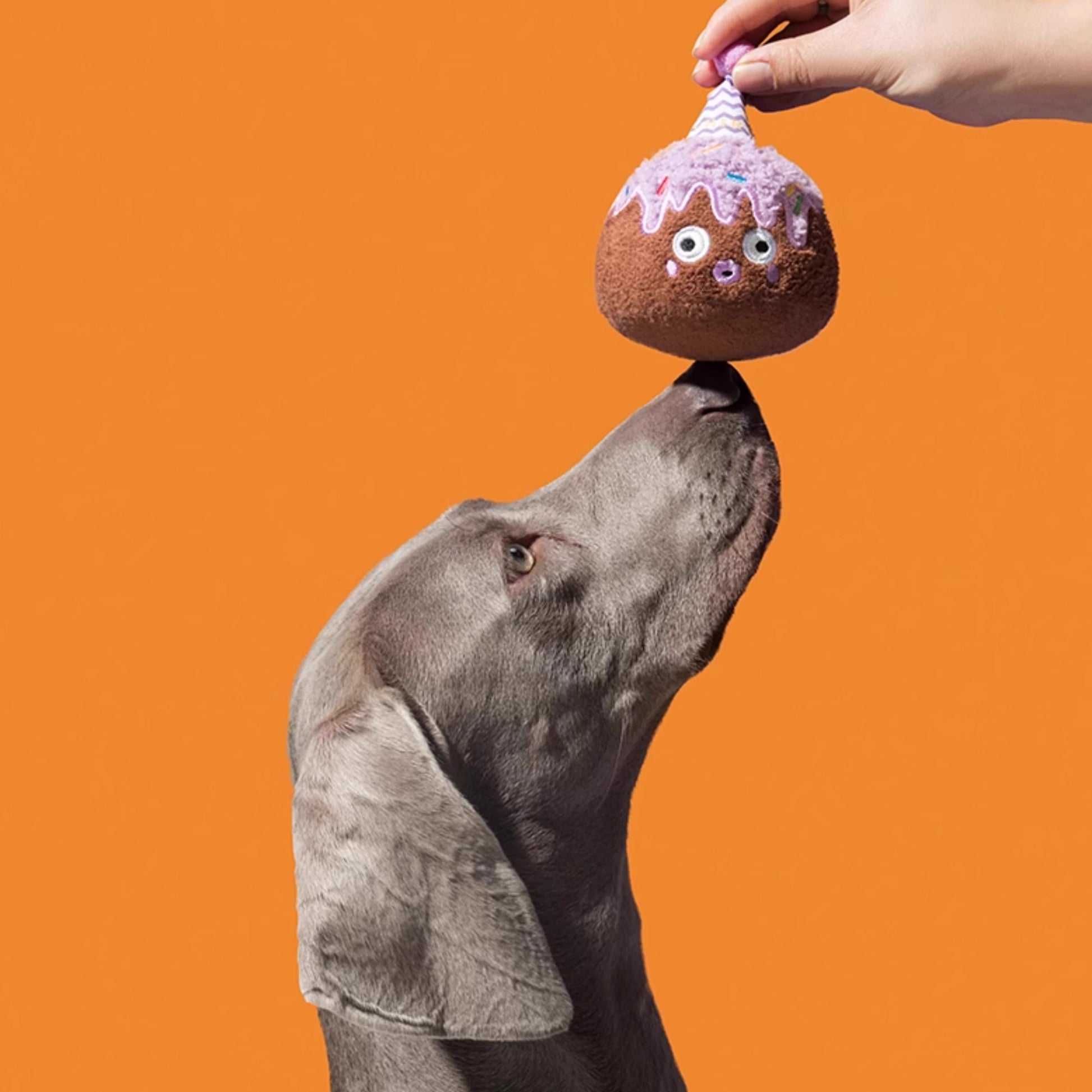 Plush Squeaky Dog Toy – Durable Chew-Resistant Sound Toy