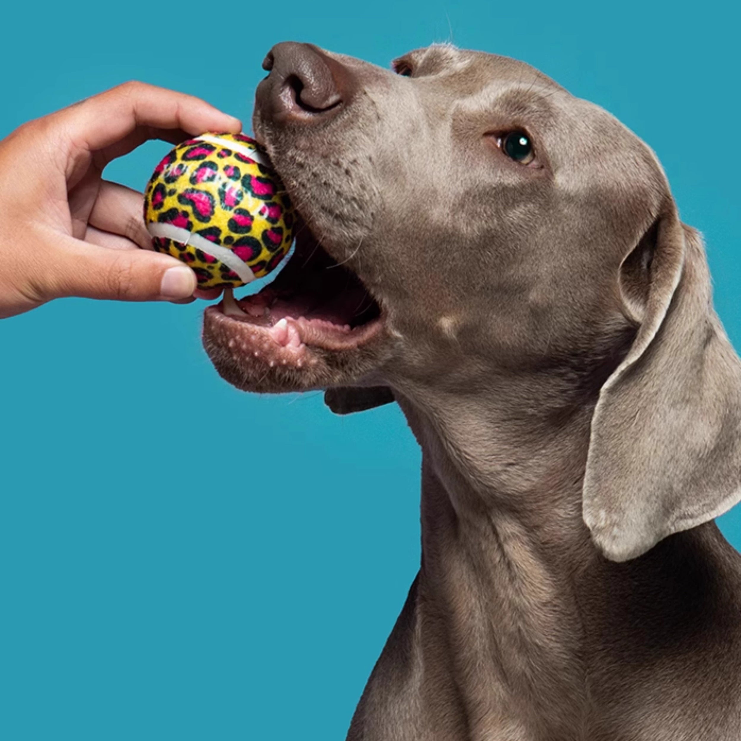 Durable Dog Toy Ball for Medium & Large Breeds – Interactive Tennis-Style Chew Ball for Exercise & Stress Relief