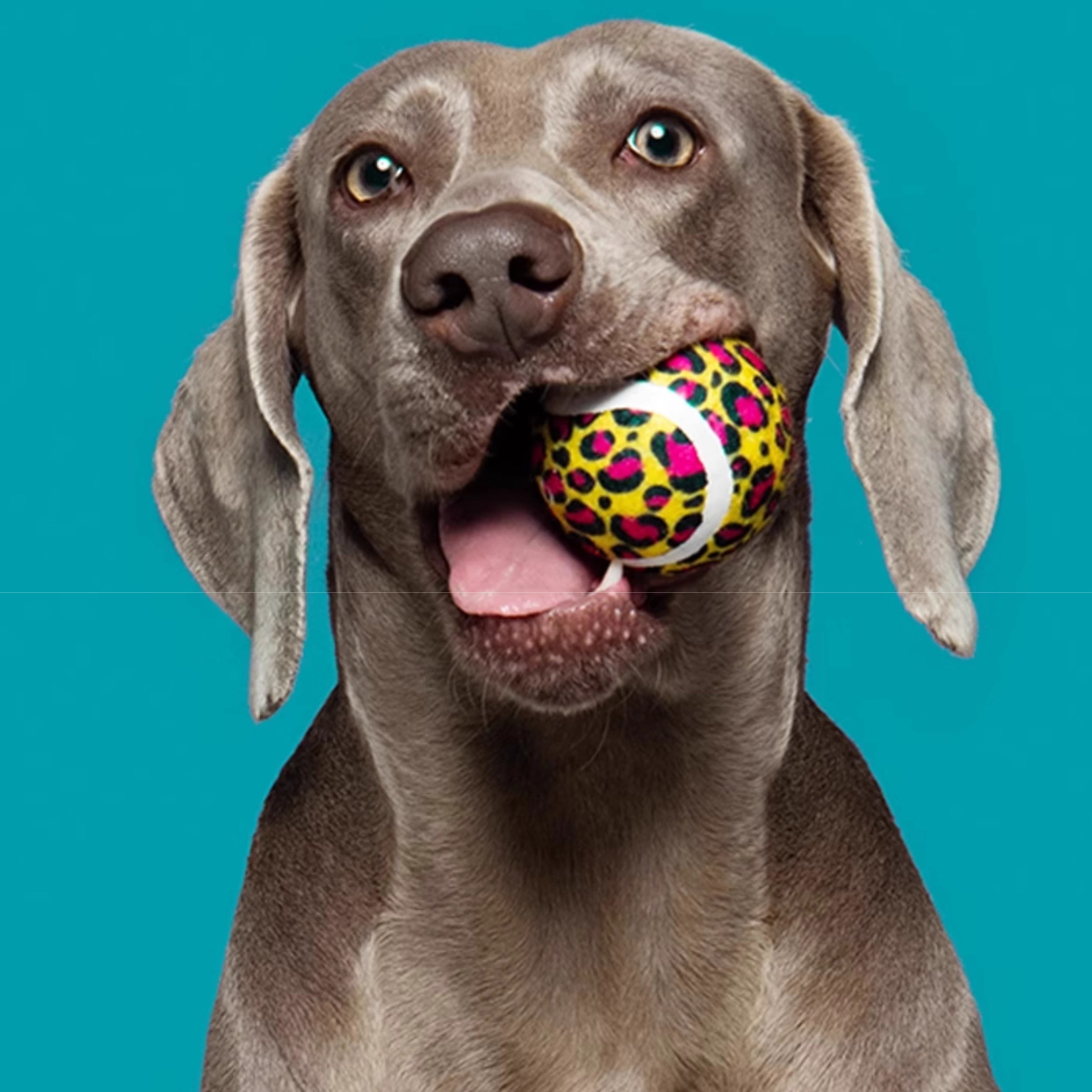 Durable Dog Toy Ball for Medium & Large Breeds – Interactive Tennis-Style Chew Ball for Exercise & Stress Relief