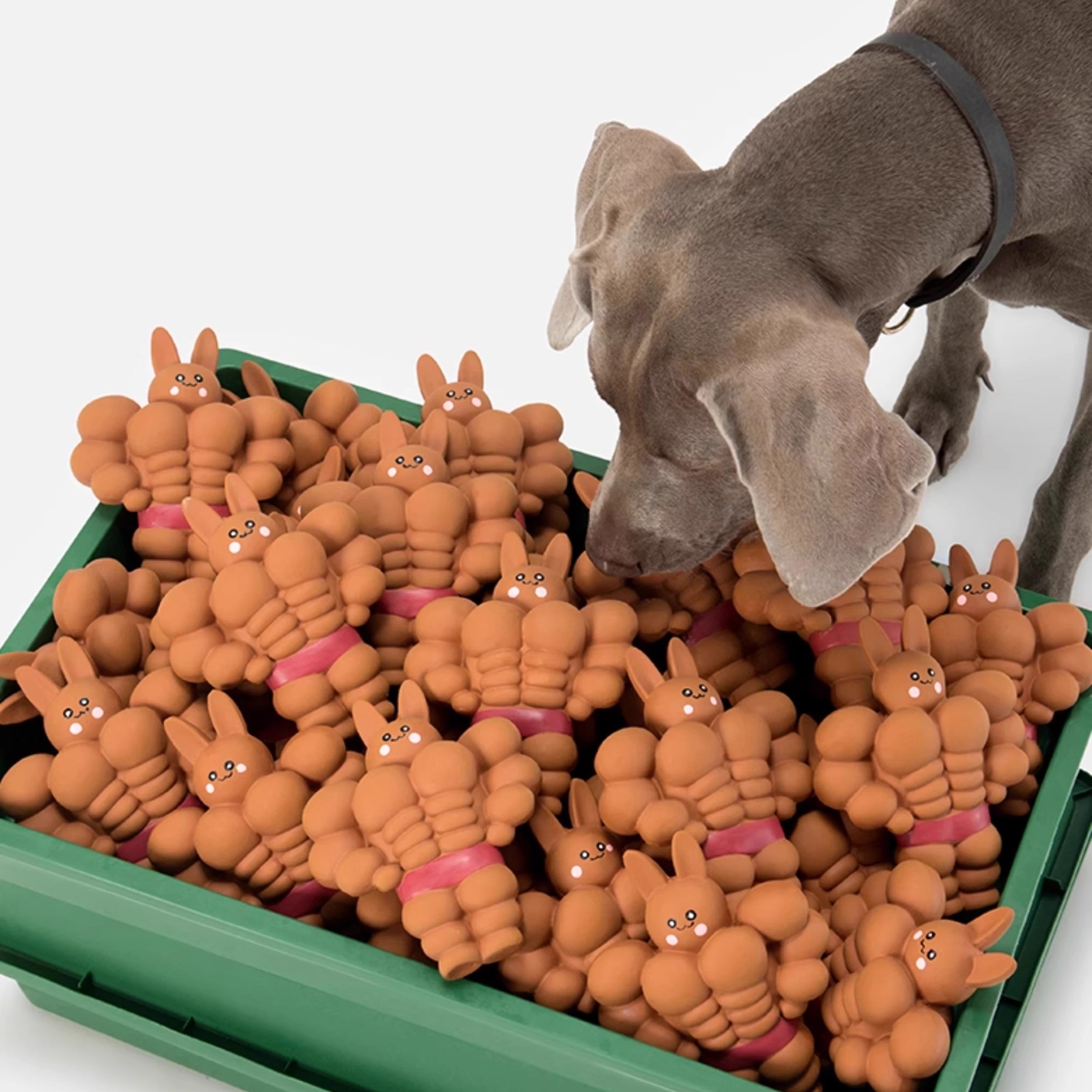 Muscle Bunny Dog Toy – Chew and Squeaky toy