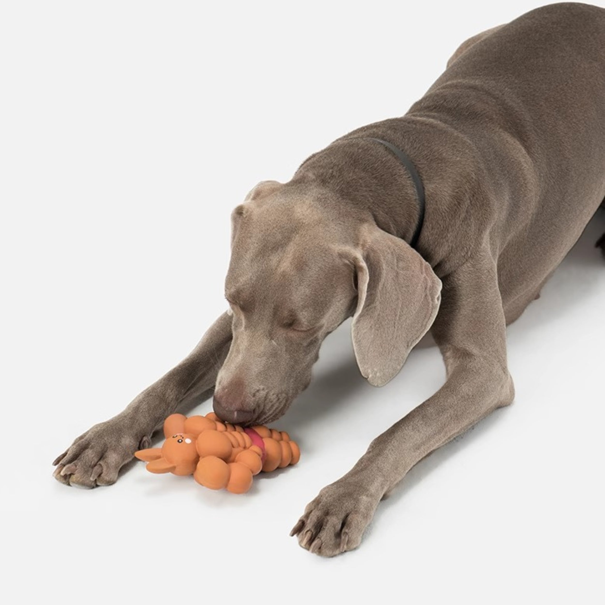 Muscle Bunny Dog Toy – Chew and Squeaky toy