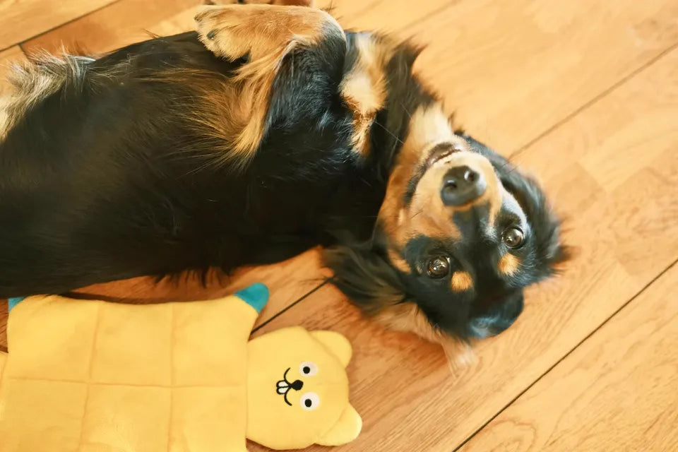 2get 1 free Durable Squeaky Dog Toy – Interactive Chew Sound Toy for all Dogs