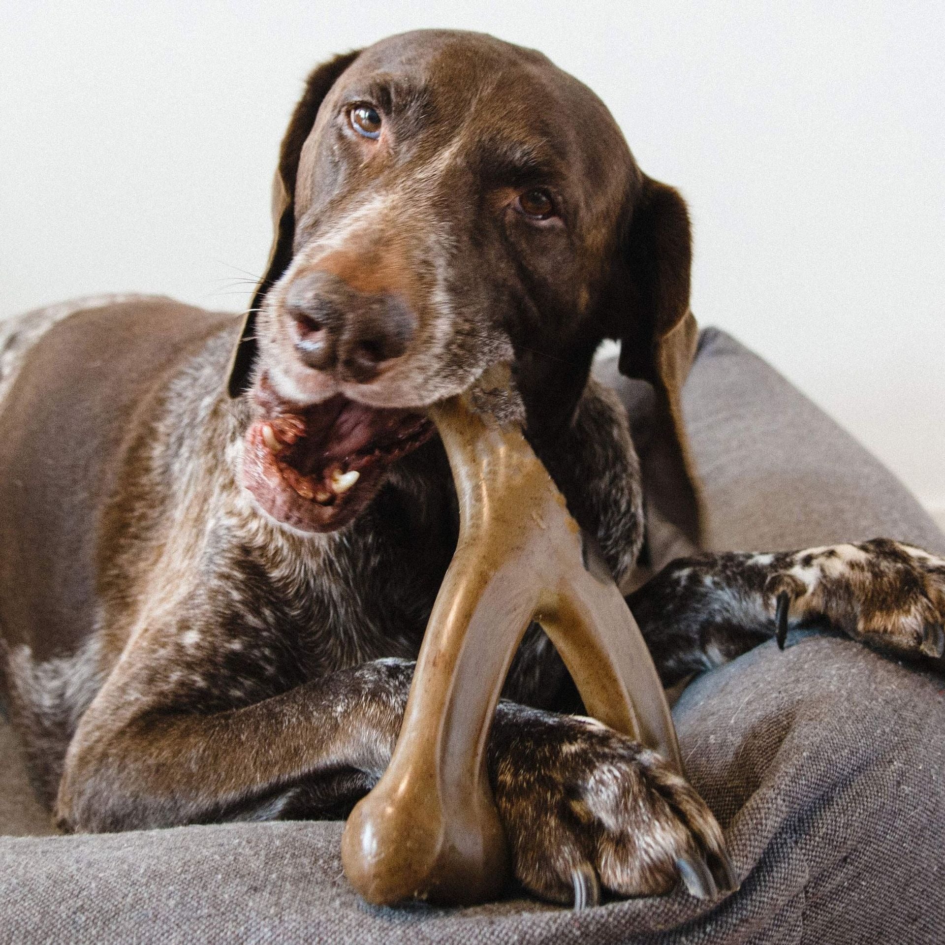 Durable Chew Toy for Aggressive Dogs –  Medium & Large dog Anxiety Relief