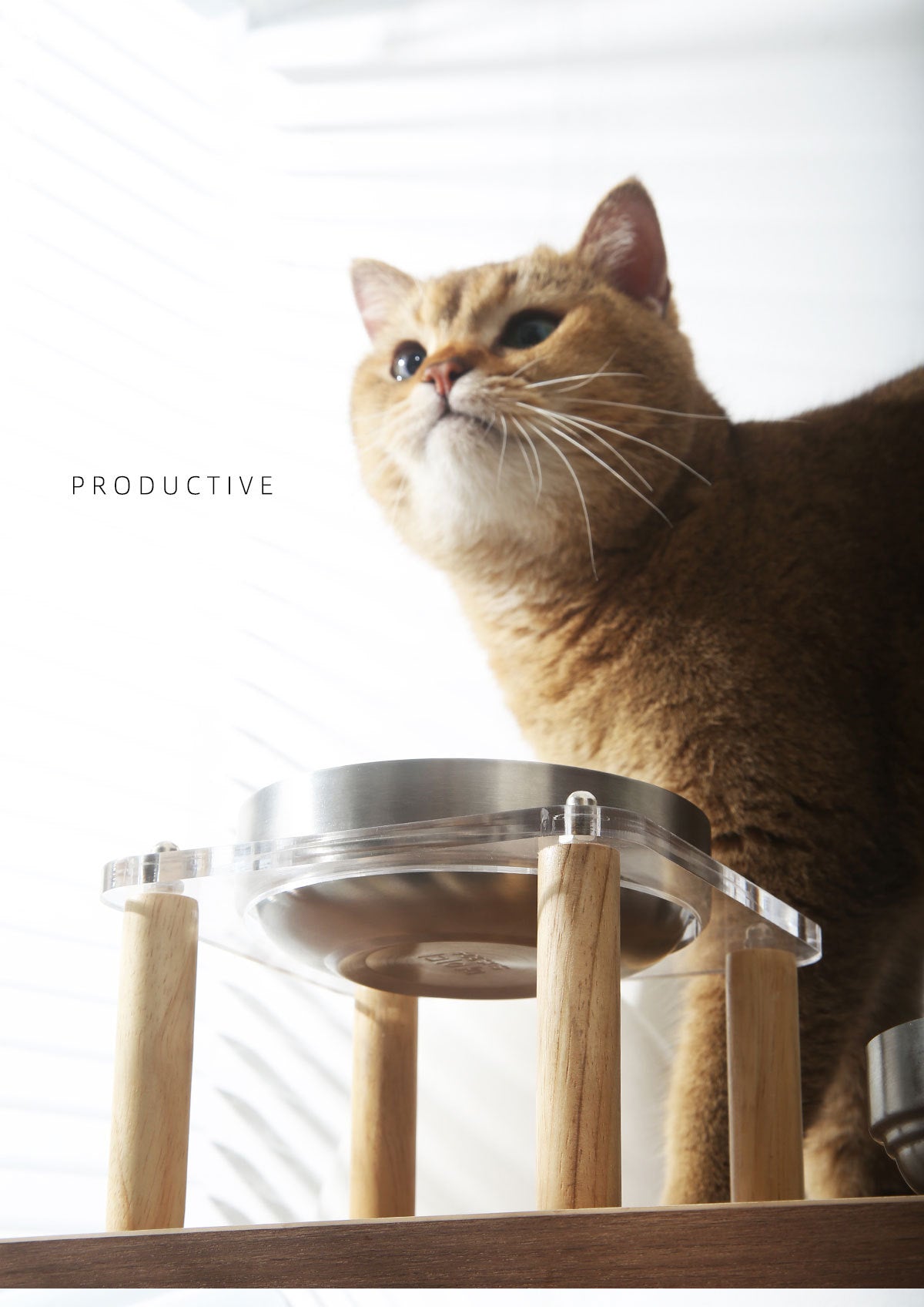 High-Stand Stainless Steel Dog & Cat Bowl set – Split Removable Pet Feeding Dish
