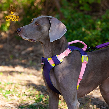 All-Breed Adjustable dog Harness