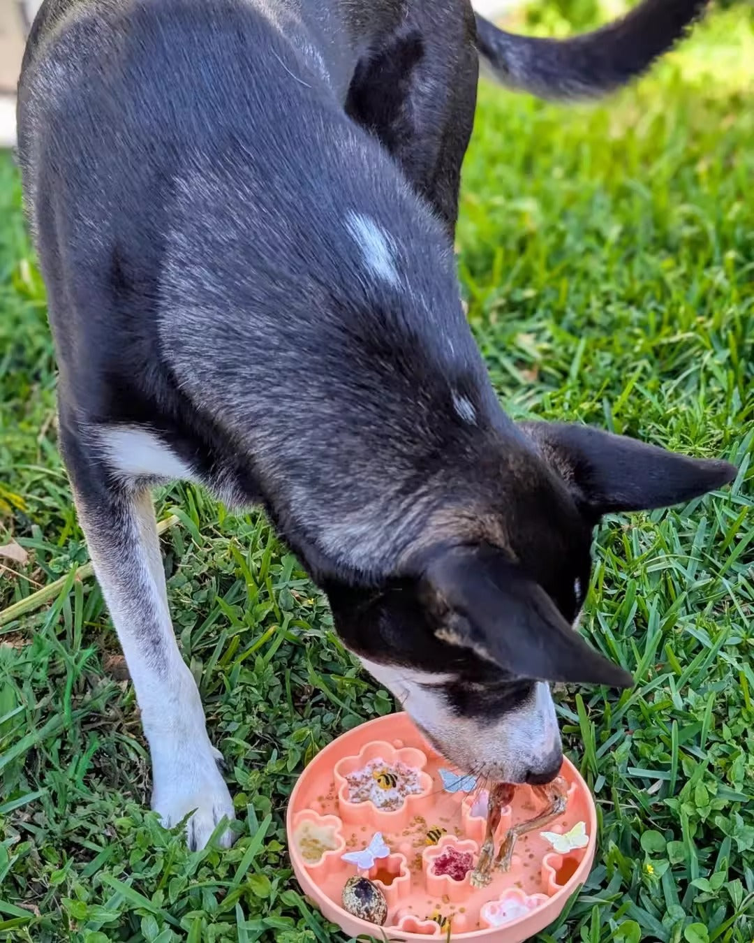 21cm Silicone Slow Feeder Bowl｜For Medium & Large Dogs