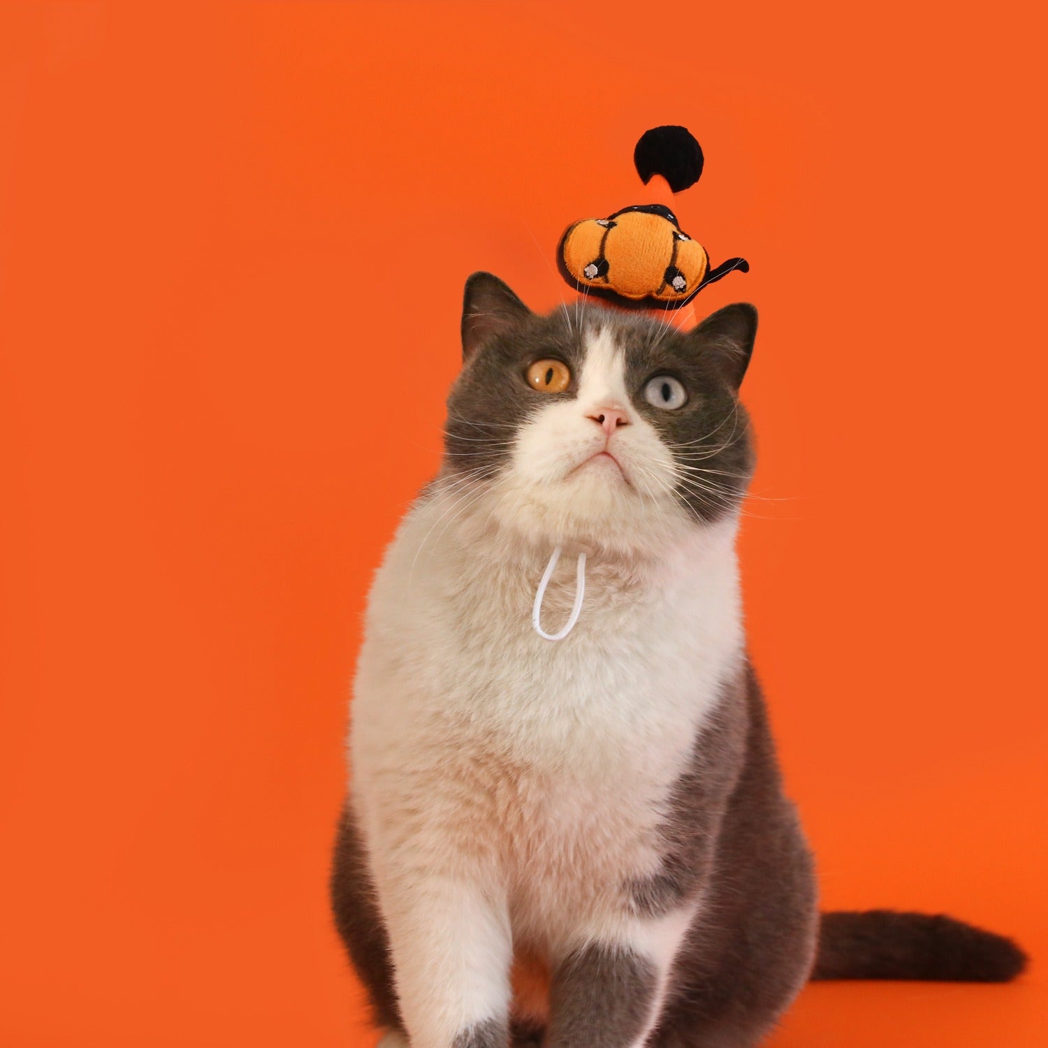 Halloween Cat Toy Set –3pcs